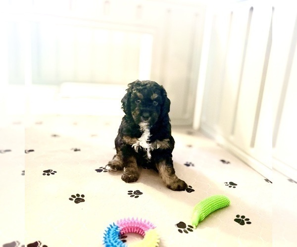 Medium Photo #3 Goldendoodle (Miniature) Puppy For Sale in CAPE CORAL, FL, USA