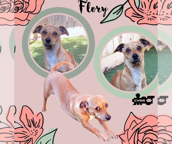 Medium Photo #1 Chiweenie Puppy For Sale in Lindsay, CA, USA