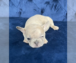 Small #4 French Bulldog