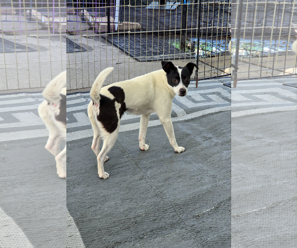 Medium Photo #1 Chihuahua Puppy For Sale in Sandy, UT, USA