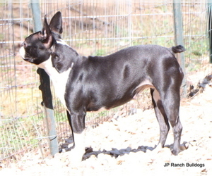 Mother of the Boston Terrier puppies born on 03/03/2023