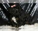 Puppy Gucci Goldendoodle (Miniature)