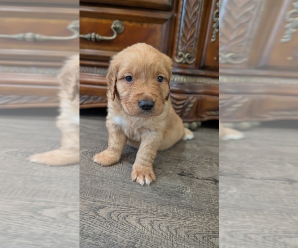 Medium Photo #5 Golden Retriever Puppy For Sale in SACRAMENTO, CA, USA