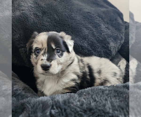 Medium Photo #1 Border-Aussie Puppy For Sale in BLOOMINGTON, CA, USA