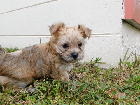 Medium Photo #19 Morkie Puppy For Sale in ORLANDO, FL, USA