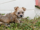 Small #18 Morkie