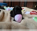Small Photo #35 Pug Puppy For Sale in BLOOMINGTON, IL, USA