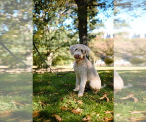 Wally - Male Poodle (Standard)-Wheaten Terrier Mix Dog for Adoption - Photo #4
