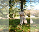 Small Photo #4 Poodle (Standard)-Wheaten Terrier Mix Puppy For Sale in Brooklyn, NY, USA