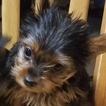 Small Photo #29 Yorkshire Terrier Puppy For Sale in SUWANEE, GA, USA