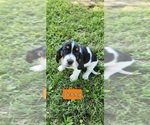 Puppy Jenny Basset Hound