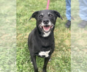 Labrador Retriever-Unknown Mix Dogs for adoption in Manahawkin, NJ, USA