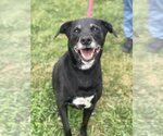 Small Labrador Retriever Mix