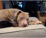 Small #6 American Pit Bull Terrier Mix