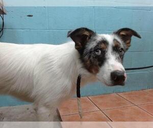 Australian Shepherd Dogs for adoption in Downey, CA, USA