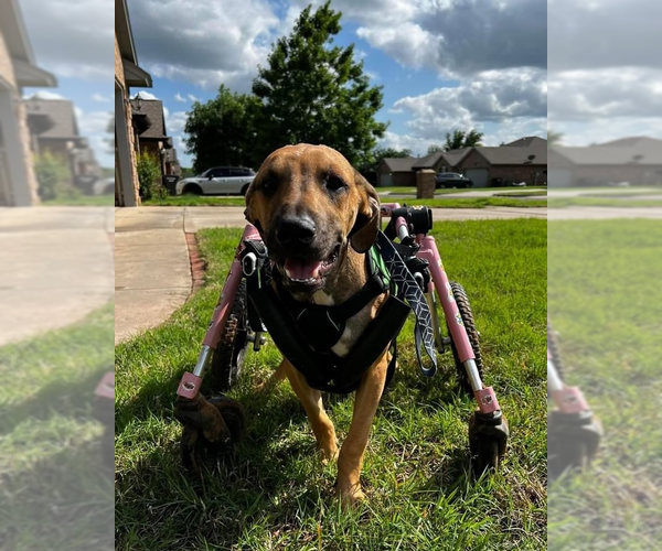 Medium Photo #4 Mutt Puppy For Sale in OKLAHOMA CITY, OK, USA