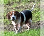 Small #2 Basset Hound Mix