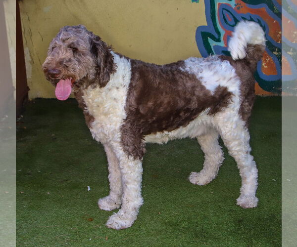 Medium Photo #3 Labradoodle Puppy For Sale in Oakland Park, FL, USA