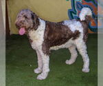 Small #2 Labradoodle