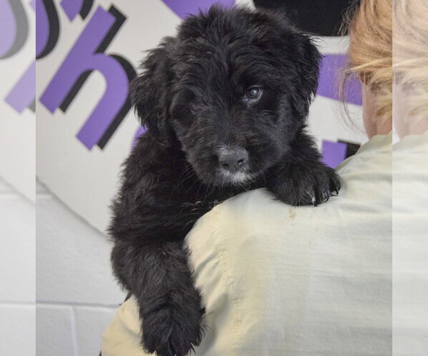 Medium Photo #5 Golden Retriever-Unknown Mix Puppy For Sale in Huntley, IL, USA