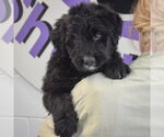 Small #4 Golden Retriever Mix