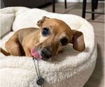 Small #4 Chihuahua Mix