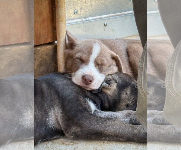 Medium Photo #4 Labrador Retriever-Unknown Mix Puppy For Sale in San Diego, CA, USA