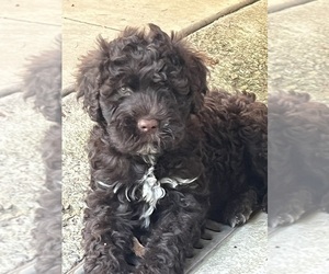 Portuguese Water Dog Puppy for sale in PLYMOUTH, MA, USA