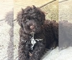 Small Portuguese Water Dog