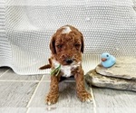 Small Photo #8 Goldendoodle Puppy For Sale in ZOLFO SPRINGS, FL, USA