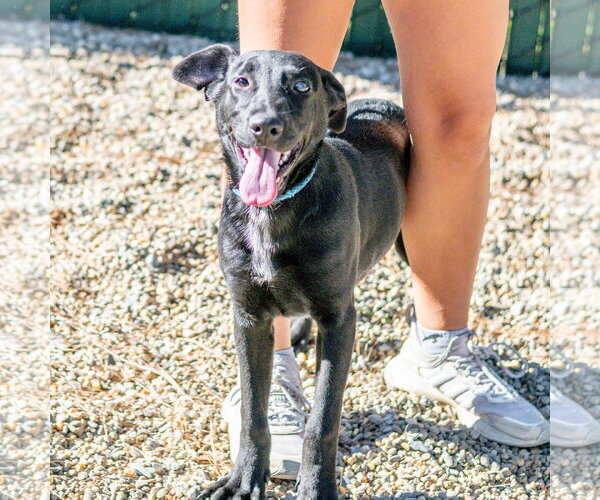 Medium Photo #5 Labrador Retriever-Unknown Mix Puppy For Sale in Hilton Head, SC, USA