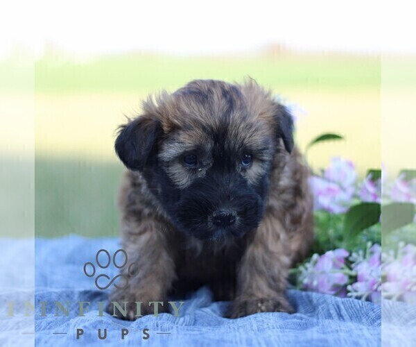 Medium Photo #2 Soft Coated Wheaten Terrier Puppy For Sale in LITITZ, PA, USA