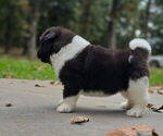 Small #4 Akita