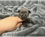 Small #5 French Bulldog