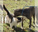 Small Photo #2 Labrador Retriever Puppy For Sale in Yardley, PA, USA