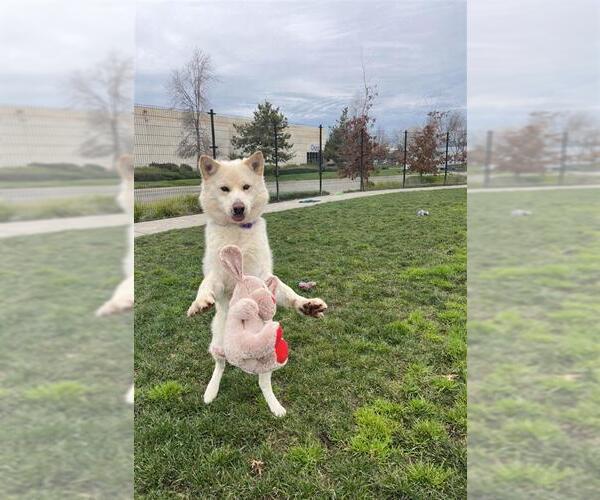 Medium Photo #6 Siberian Husky-Unknown Mix Puppy For Sale in Elk Grove, CA, USA