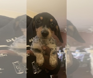 Dachshund Puppy for sale in SALEM, OR, USA