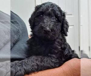 Labradoodle Puppy for sale in TARBORO, NC, USA