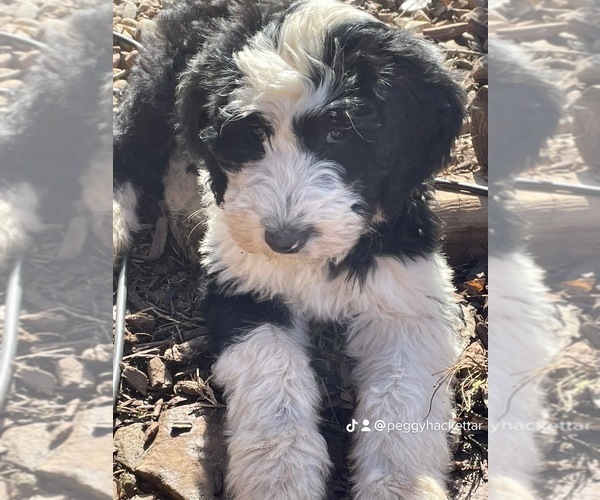 Medium Photo #7 Sheepadoodle Puppy For Sale in SPRINGDALE, AR, USA