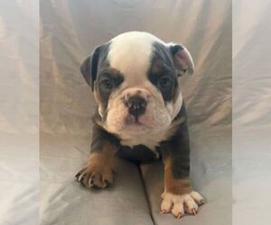 English Bulldog Puppy for sale in JOHNS ISLAND, SC, USA