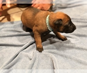 Medium Belgian Malinois