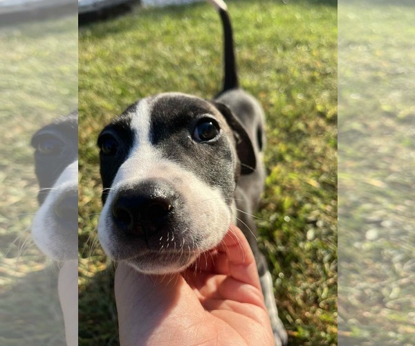 Medium Photo #6 Mutt Puppy For Sale in Germantown, OH, USA