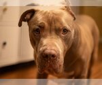 Small #7 American Staffordshire Terrier Mix