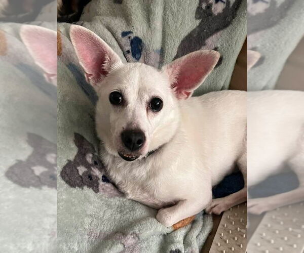 Medium Photo #4 Chihuahua-Unknown Mix Puppy For Sale in New York, NY, USA