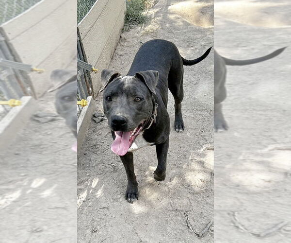 Medium Photo #3 American Pit Bull Terrier-Unknown Mix Puppy For Sale in Boston, MA, USA