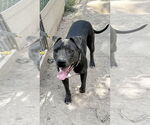 Small #2 American Pit Bull Terrier Mix