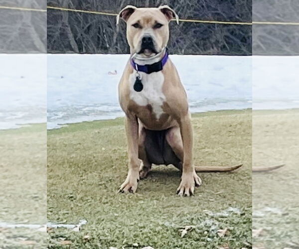 Medium Photo #1 American Bulldog-Unknown Mix Puppy For Sale in Princeton, MN, USA