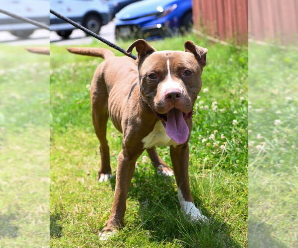 Medium Photo #8 American Pit Bull Terrier Puppy For Sale in Glen Allen, VA, USA