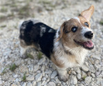 Small Photo #15 American Corgi Puppy For Sale in COLLEGE STATION, TX, USA