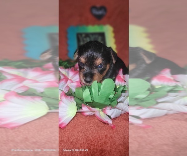 Medium Photo #150 Yorkshire Terrier Puppy For Sale in AKRON, OH, USA